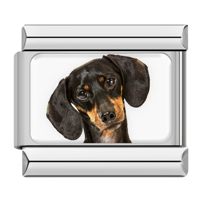 Black Dachshund Portrait