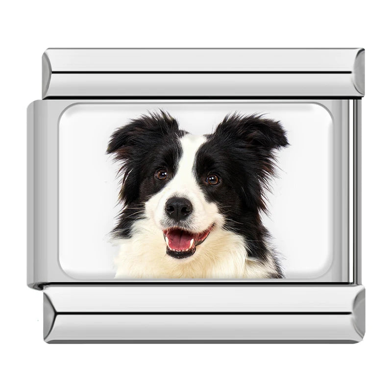 Border Collie Portrait