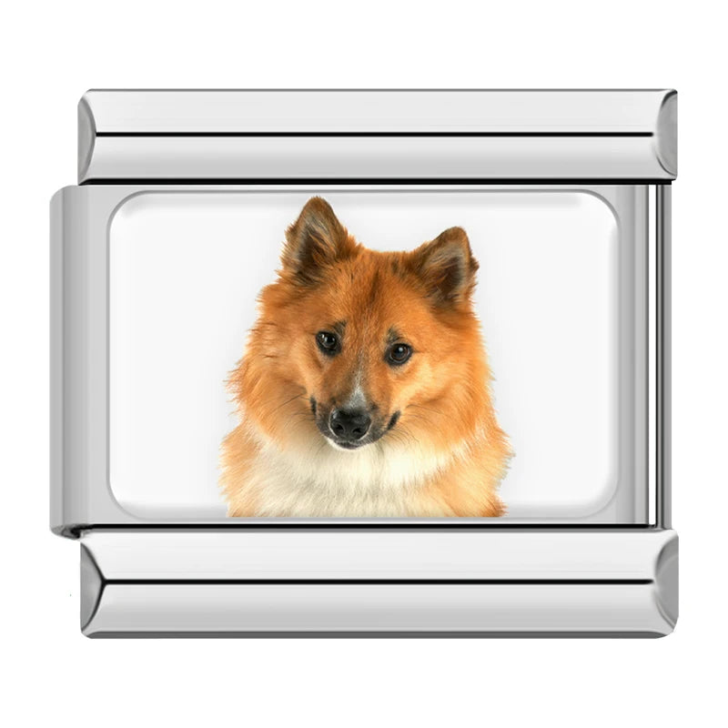 Icelandic Sheepdog Portrait