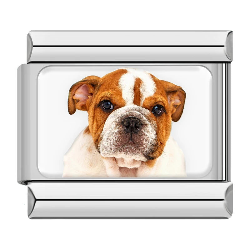 English Bulldog Portrait