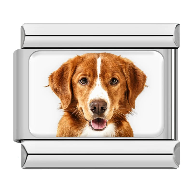 Red Retriever Dog