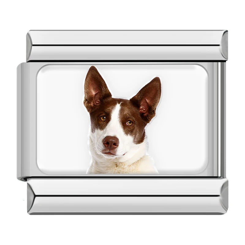 Brown and White Dog