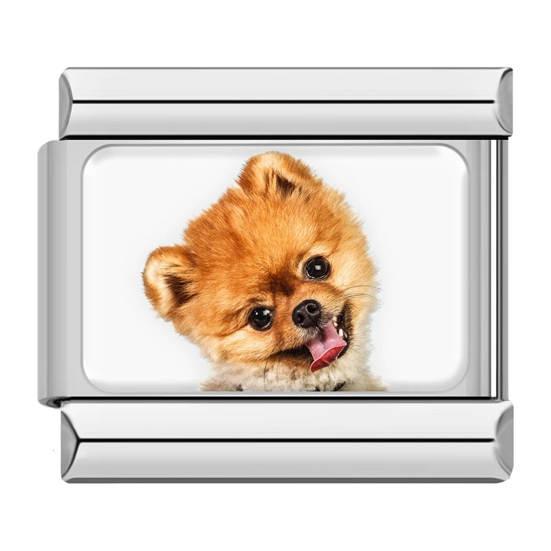 Pomeranian Puppy Portrait