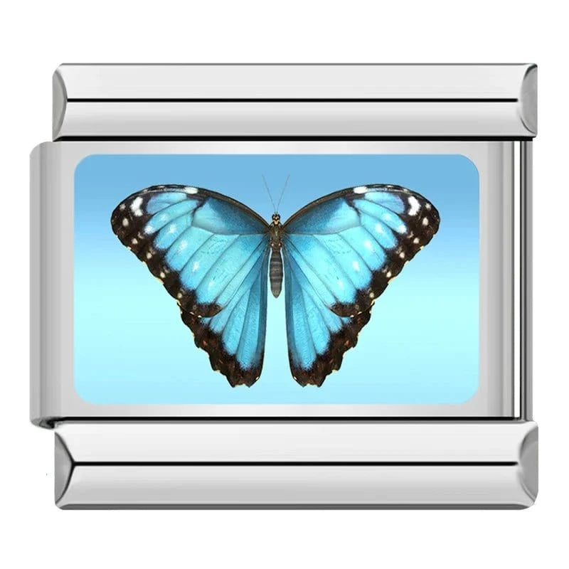 Blue Morpho Butterfly