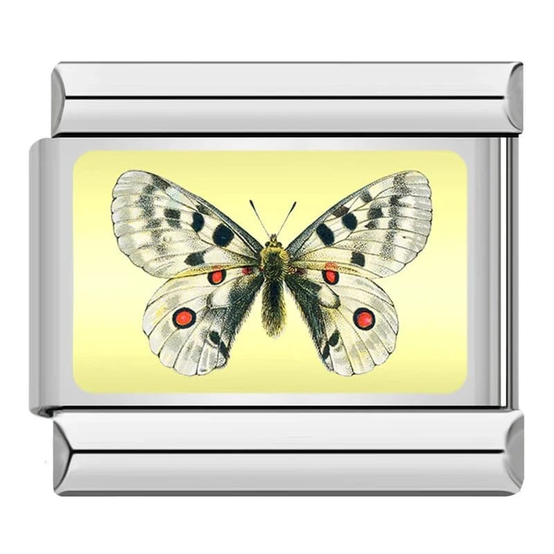 White Spotted Butterfly