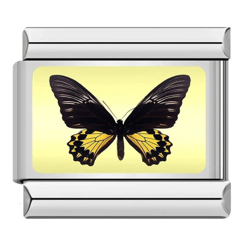 Black and Yellow Butterfly