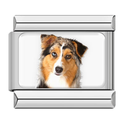Australian Shepherd Portrait