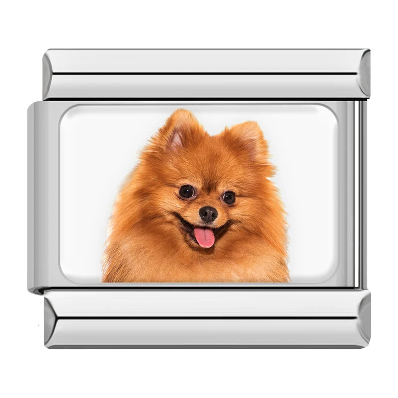 Pomeranian Dog Portrait