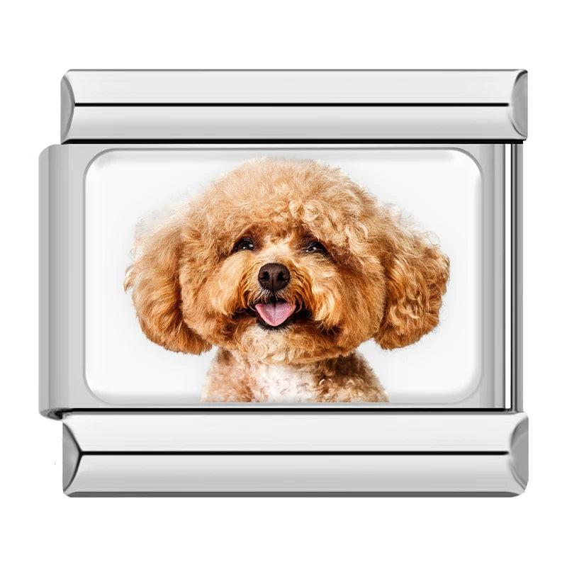 Apricot Poodle Portrait