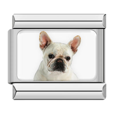 White French Bulldog