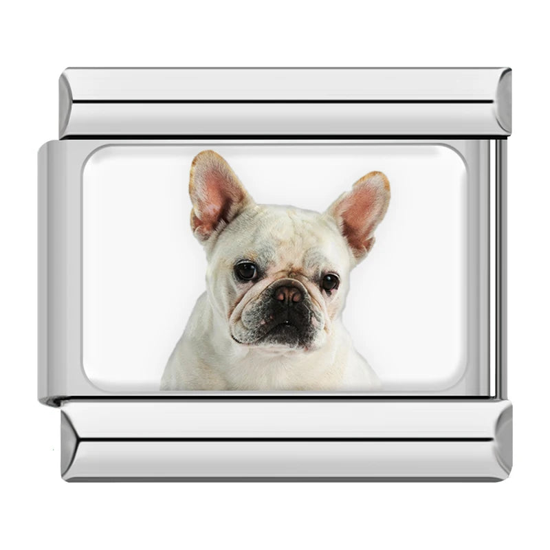 White French Bulldog