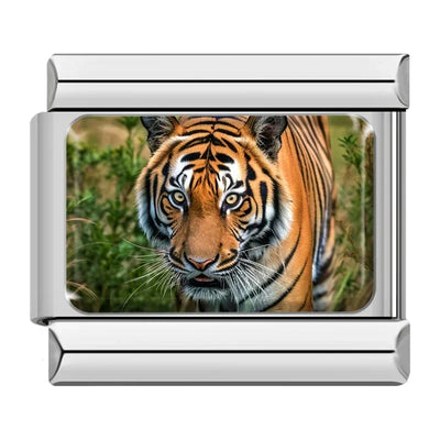 Tiger in Grass