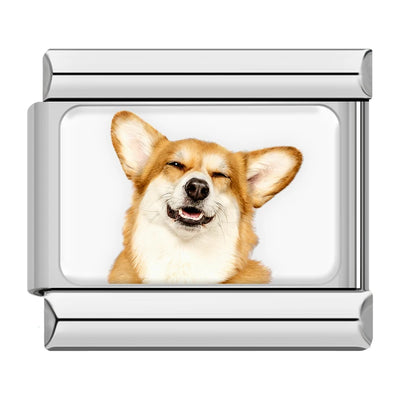 Smiling Corgi