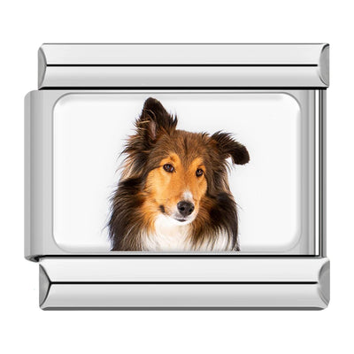 Sheltie Dog Portrait