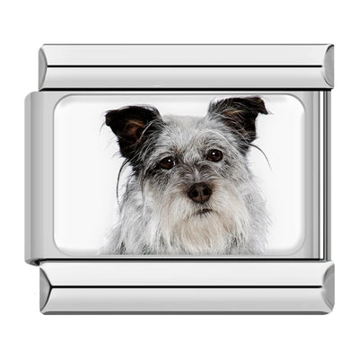 Gray Terrier Portrait