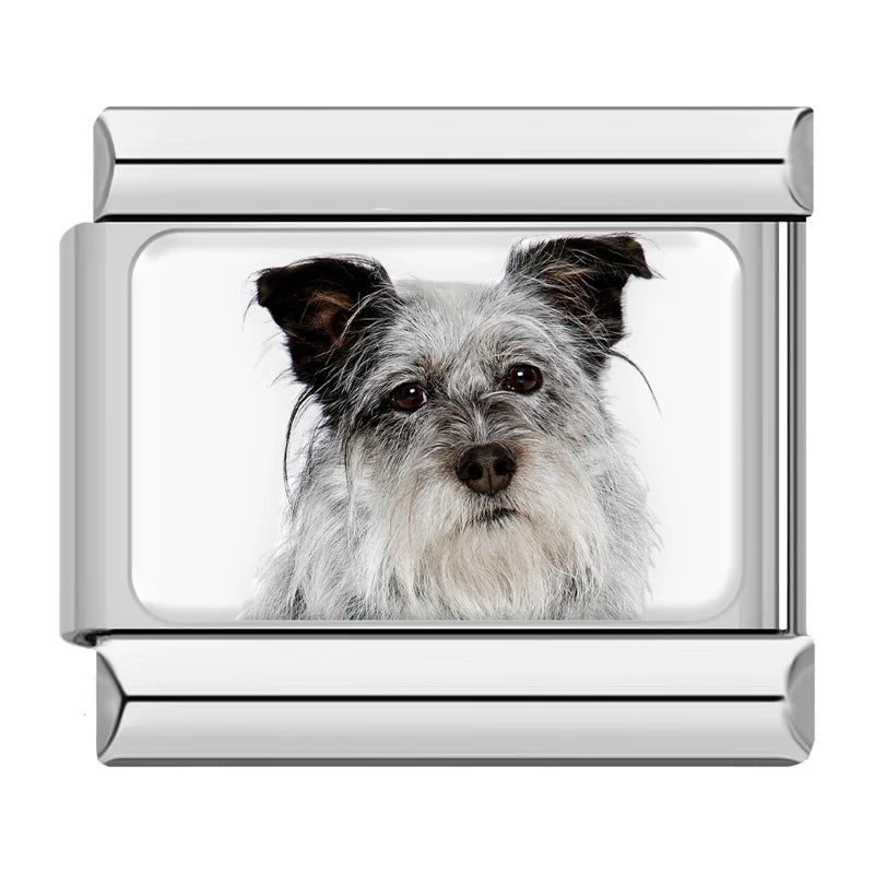 Gray Terrier Portrait