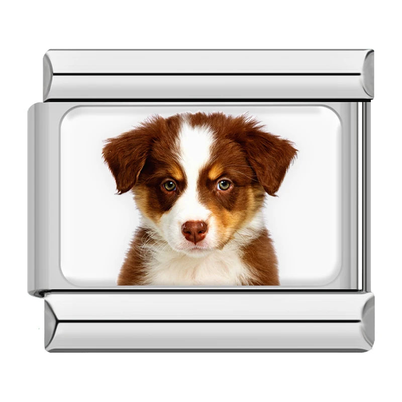 Red Tri Aussie Puppy