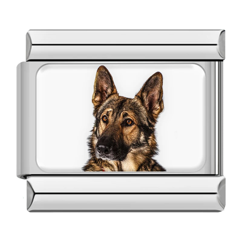 German Shepherd Portrait