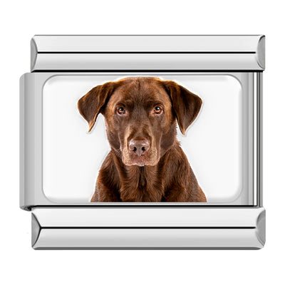Chocolate Labrador Portrait