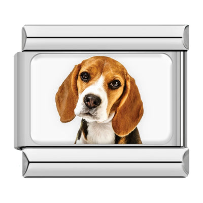 Beagle Dog Portrait