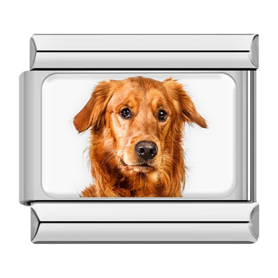 Golden Retriever Portrait
