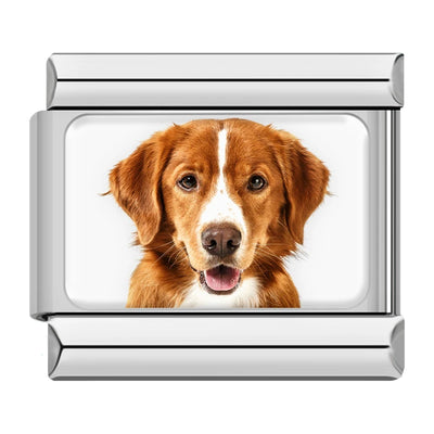 Red Retriever Dog