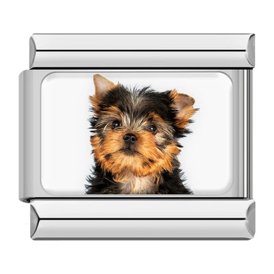 Yorkshire Terrier Puppy