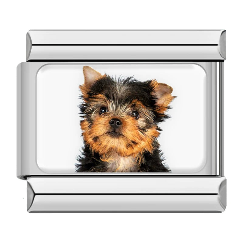 Yorkshire Terrier Puppy