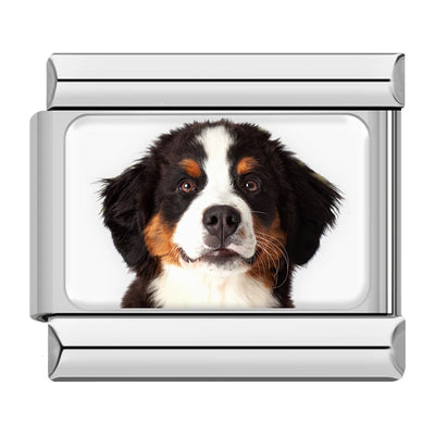 Bernese Mountain Dog