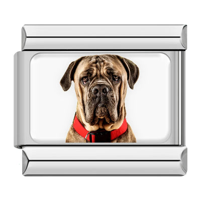 Mastiff Dog Portrait