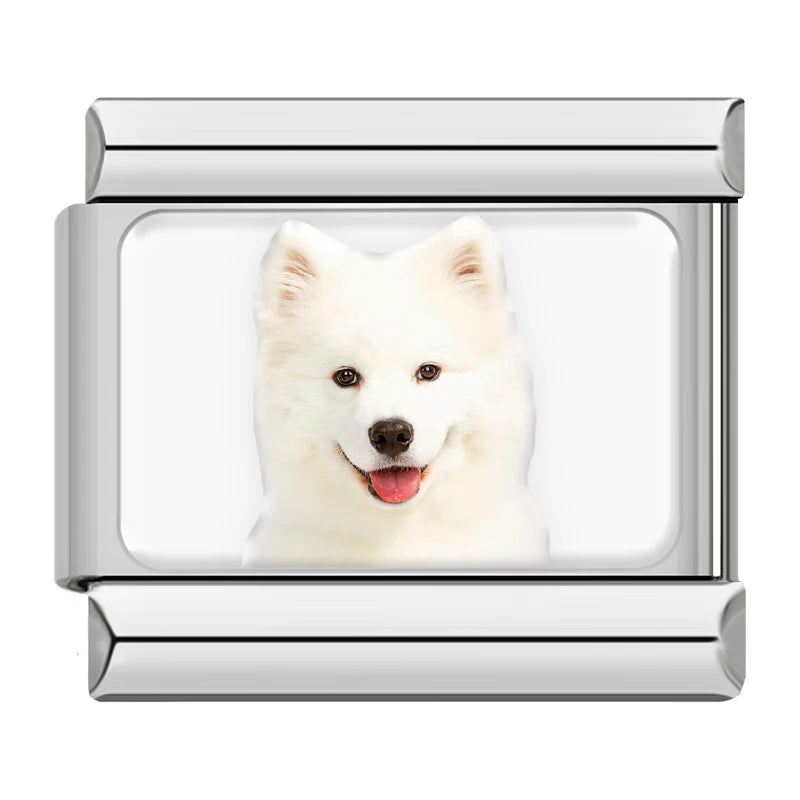 Samoyed Dog Portrait