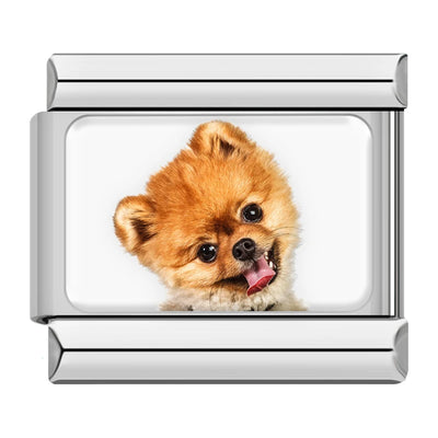 Pomeranian Puppy Portrait