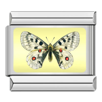 White Spotted Butterfly