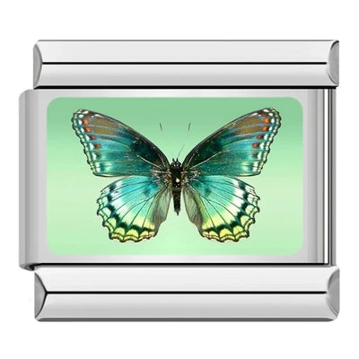 Teal Butterfly