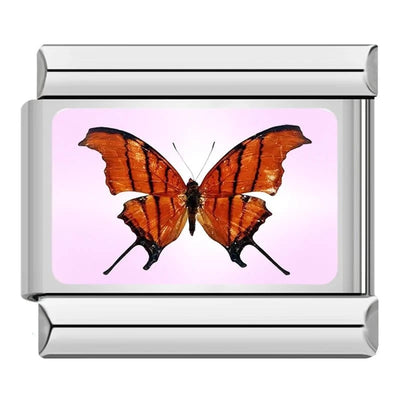 Orange Butterfly