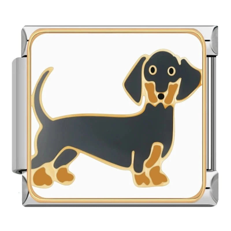 Dachshund