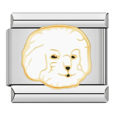 Bichon Frise